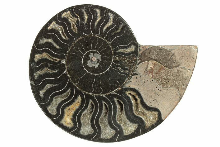 Cut & Polished Ammonite Fossil (Half) - Crystal Pockets #263658